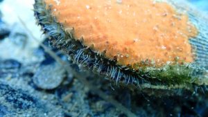 Kammmuschel schräg von vorne