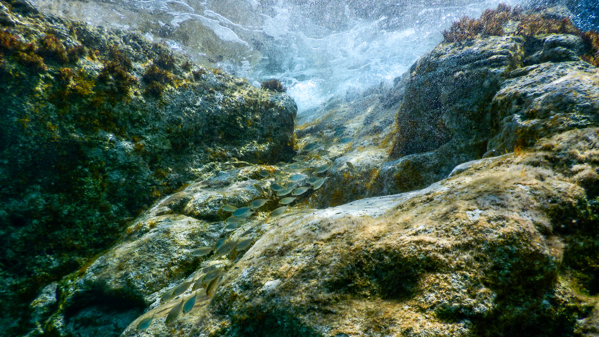 Schwarm Goldstriemen vor Felsen