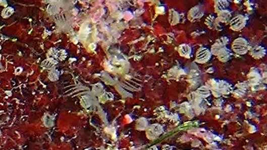 Hexenfinger Bryozoe vergrößert