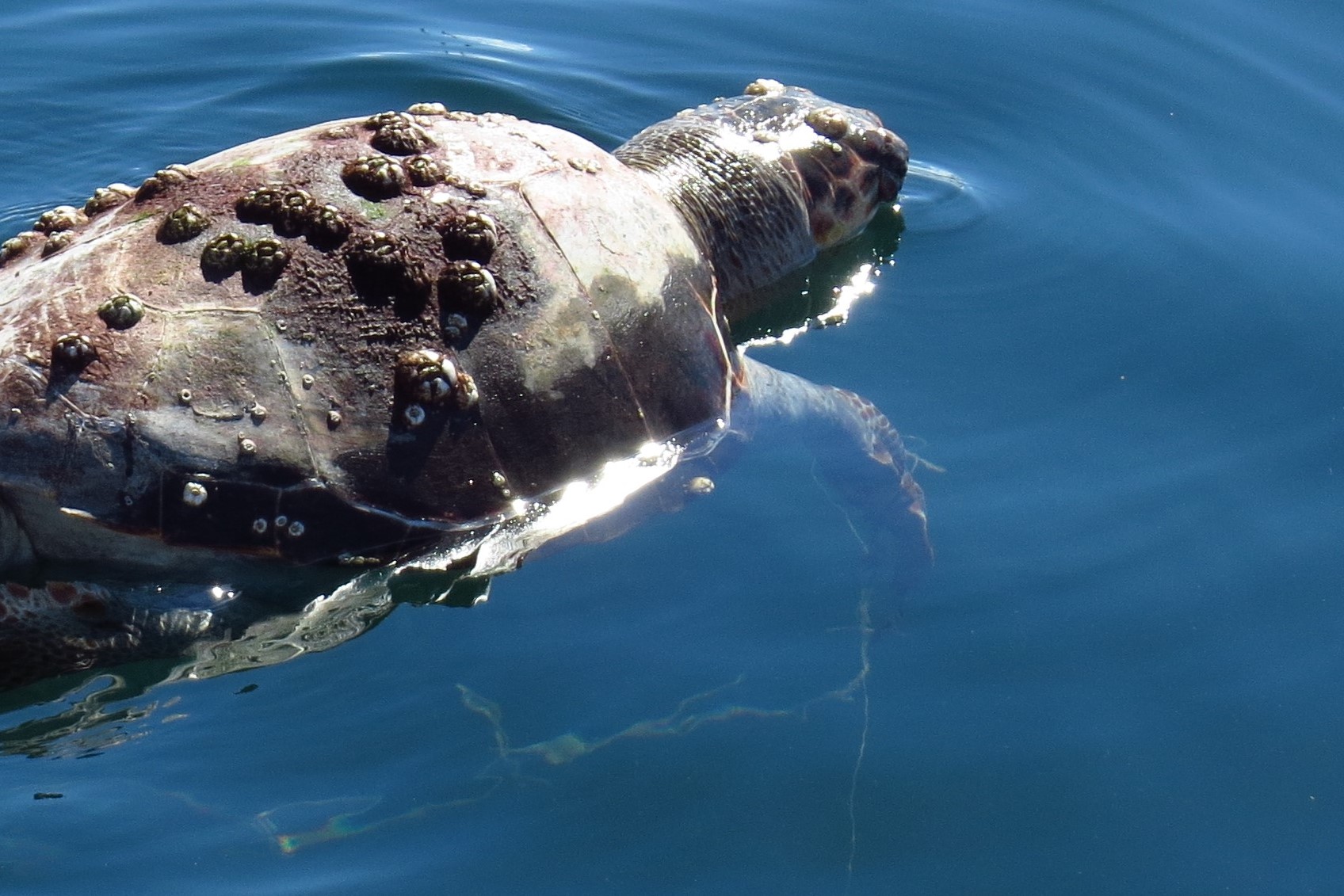 Tote Meeresschildkröten Caretta Caretta
