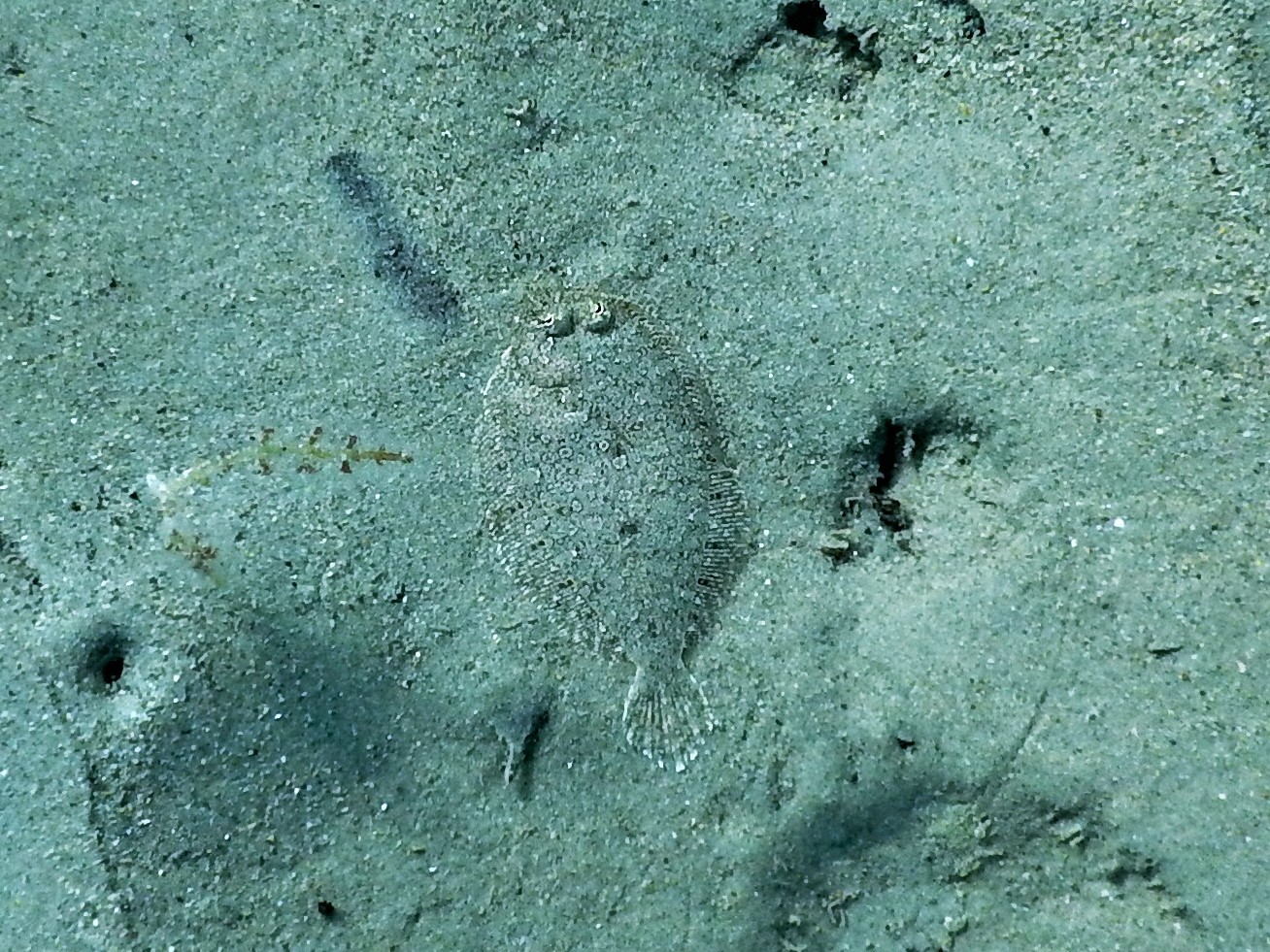 Plattfisch auf Sand