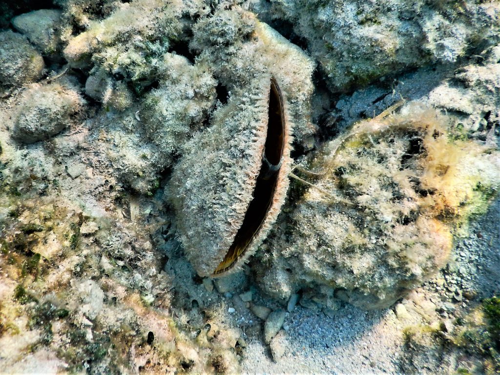 Steckmuschel, die im Meeresboden steckt