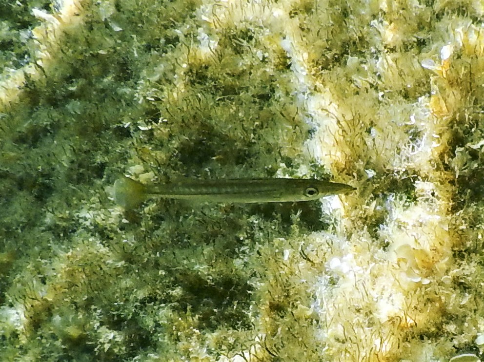 Barrakuda Jungfisch vor Algen