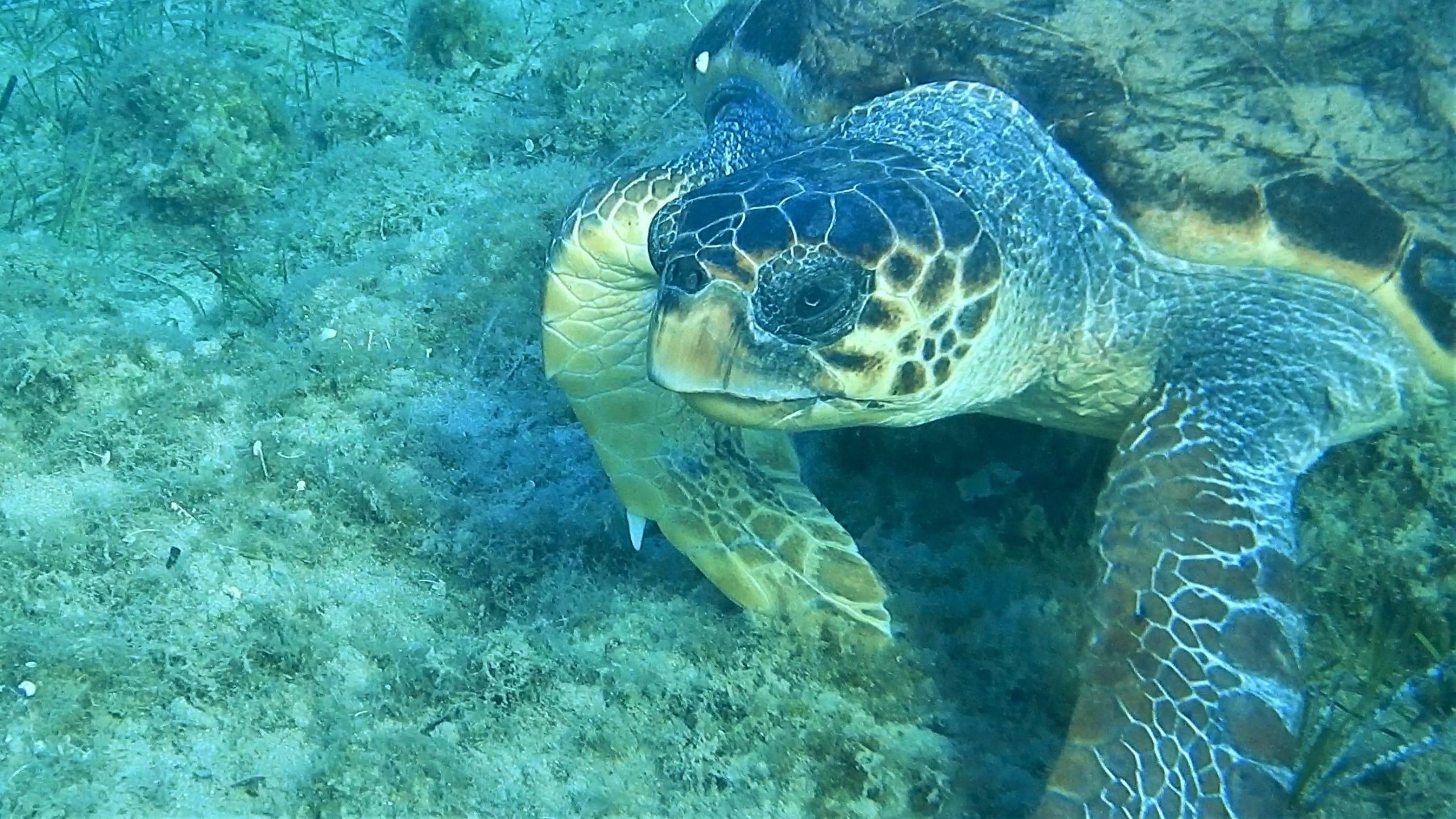 Meeresschildkröten vor Kefalonia