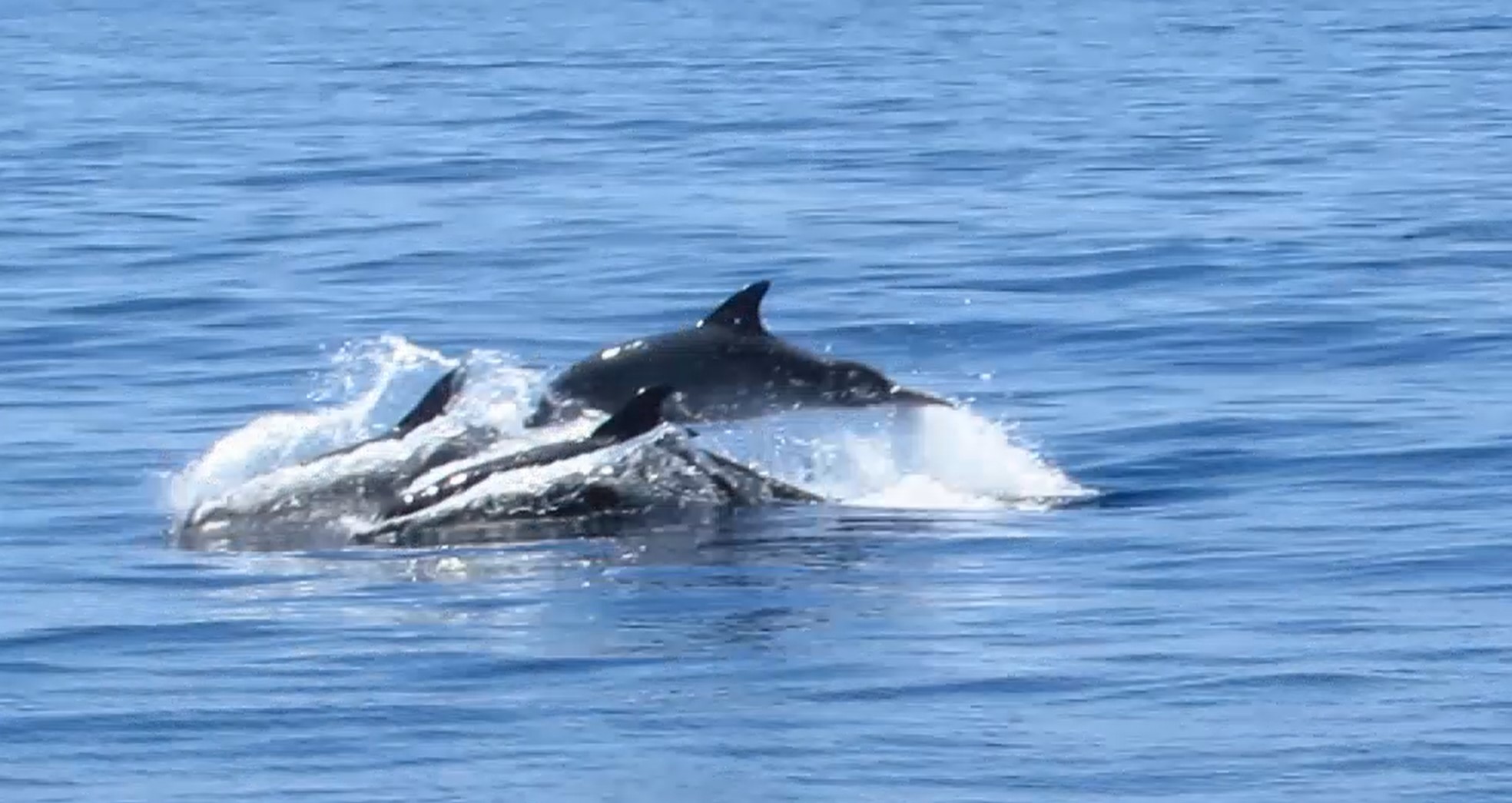 Delphin-Beobachtung auf der Überfahrt von Korfu nach Parga