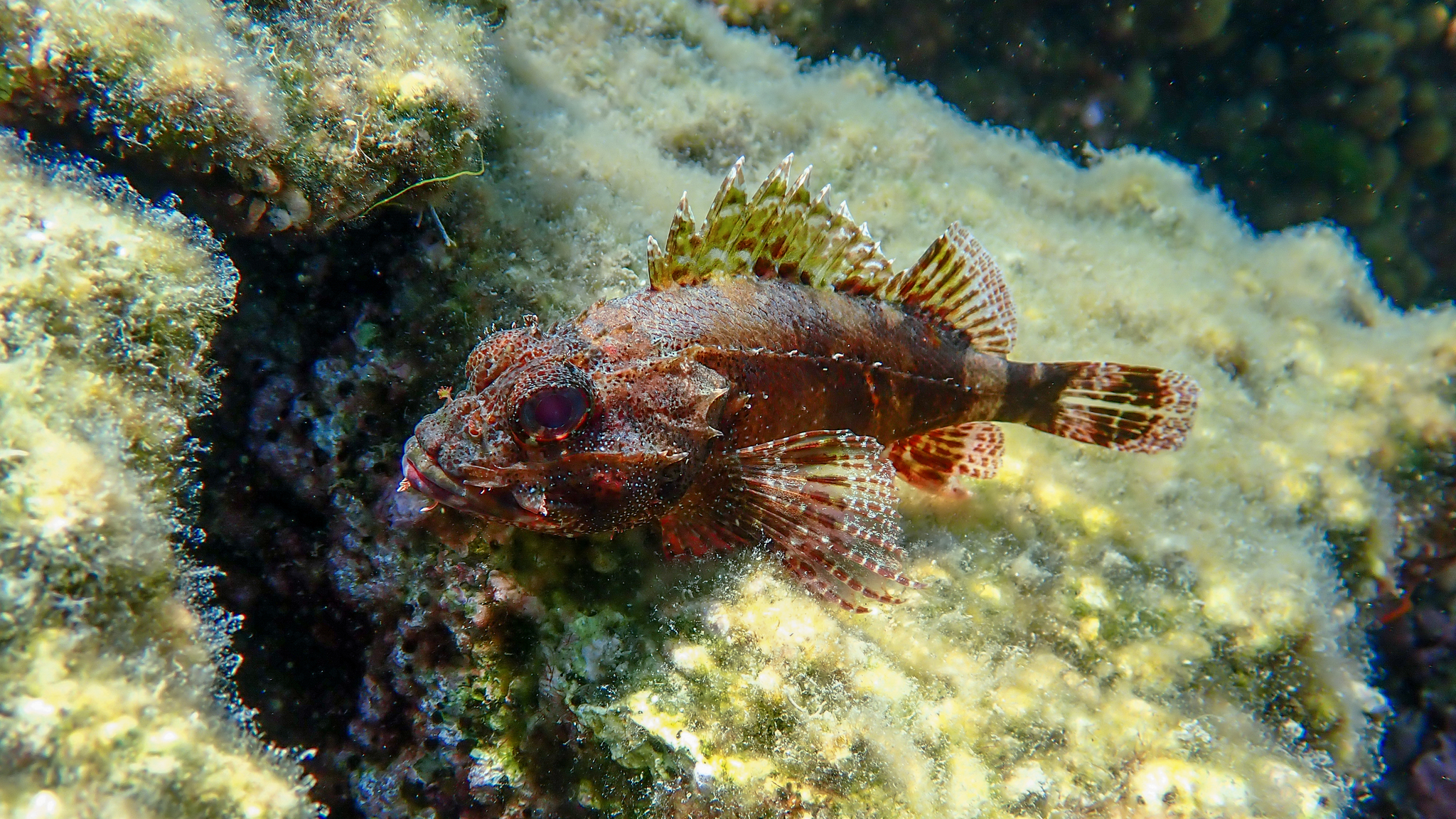 Drachenkopf mit aufgestellten Stachelflossen