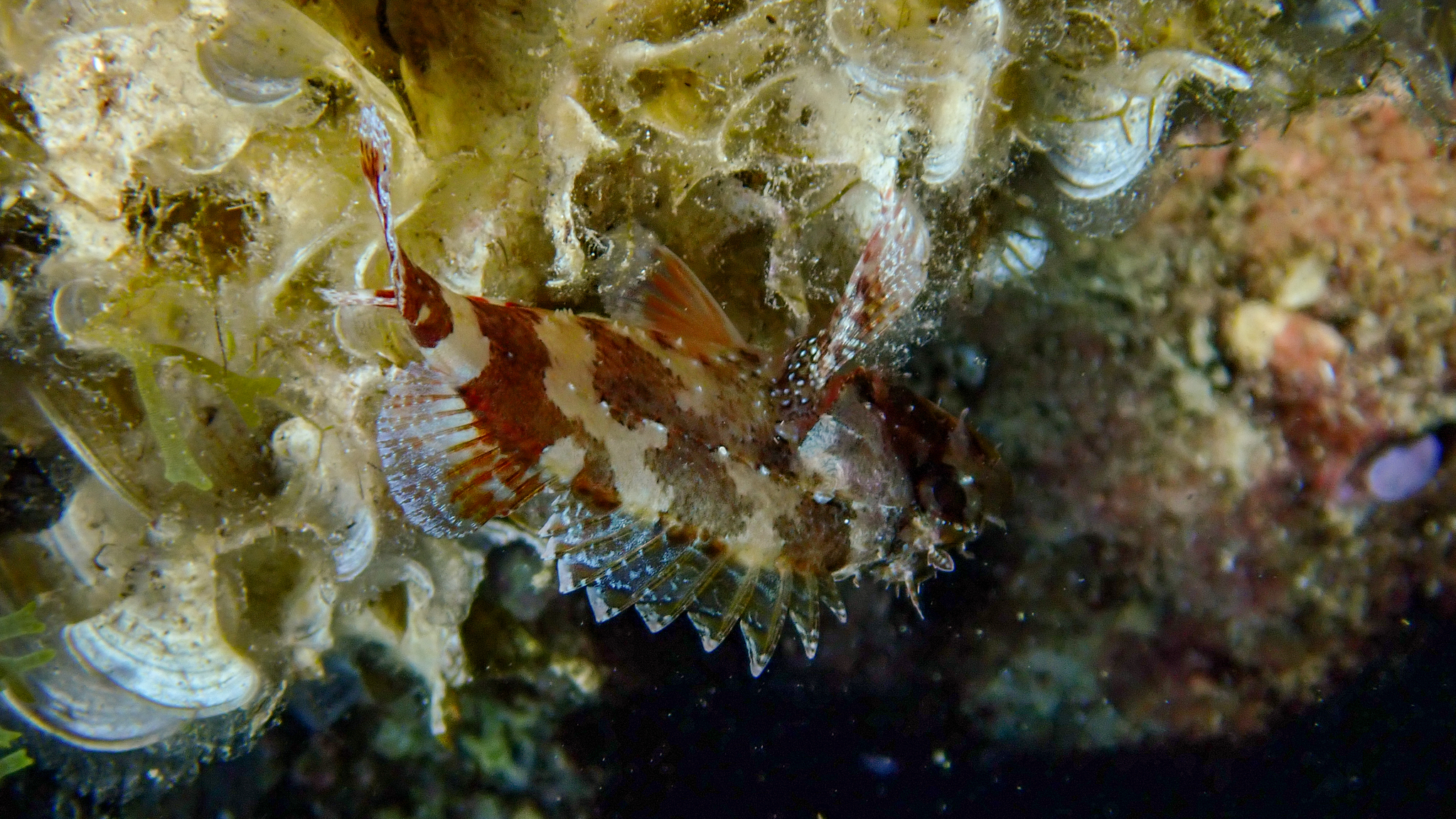 Drachenkopf kopfüber