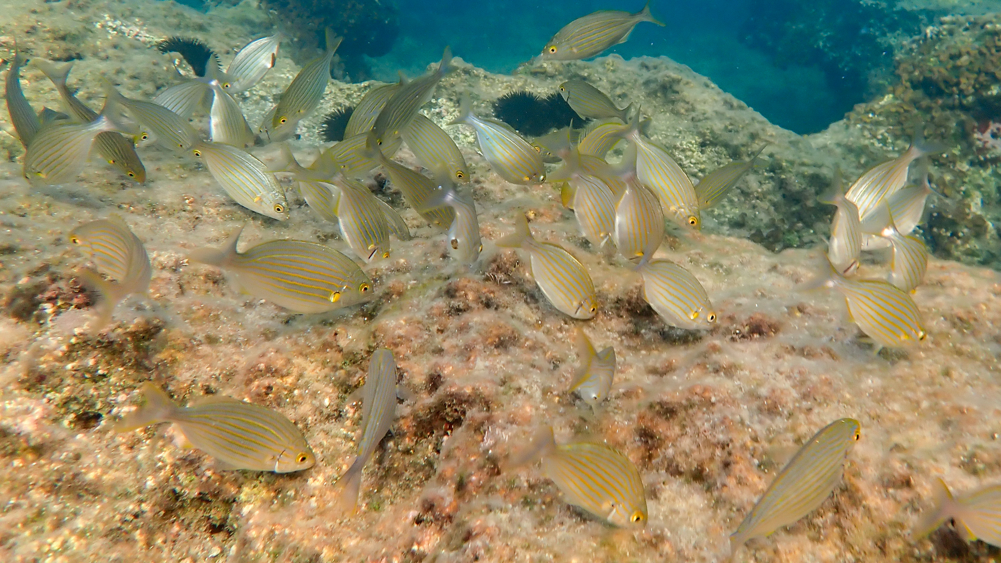 Schwarm Goldstriemen beim Grasen