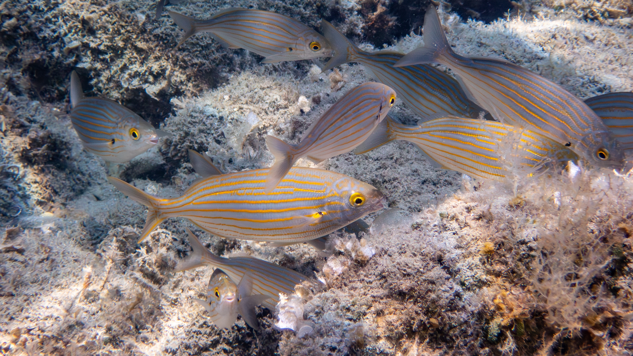 Schwarm Goldstriemen