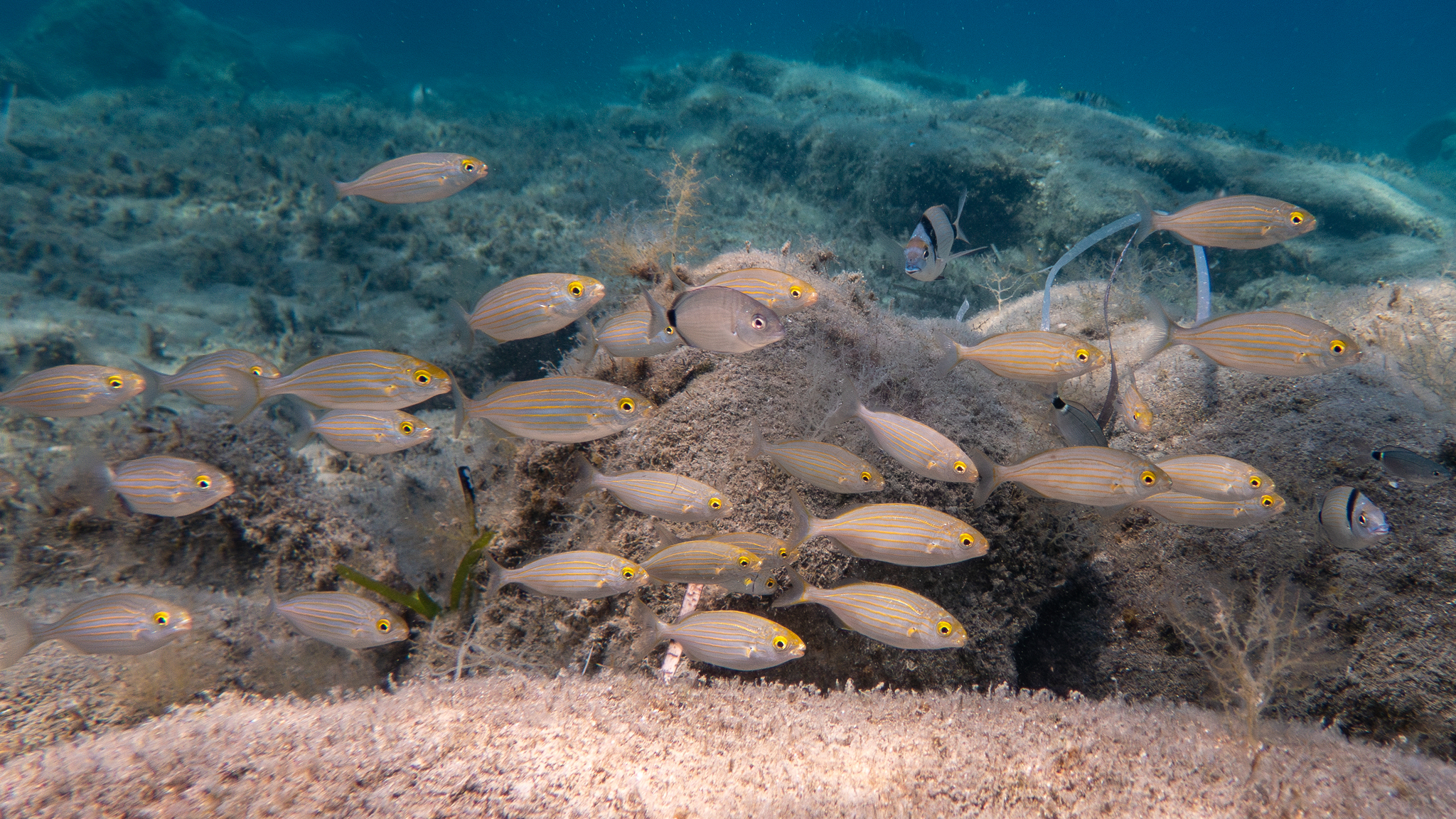 Schwarm Goldstriemen