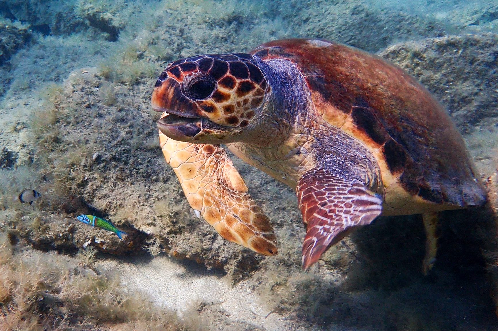 Unechte Karettschildkröte (Caretta caretta)
