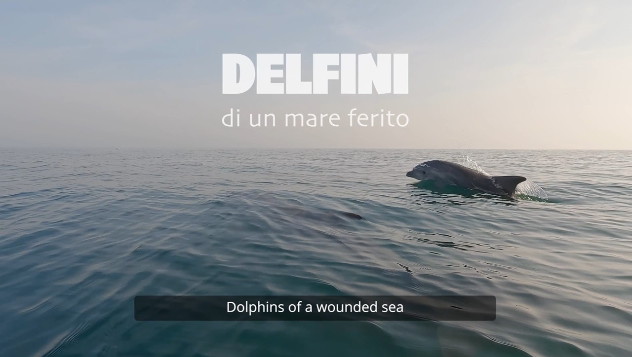 Delfini di un mare ferito – Delfine eines verwundeten Meers