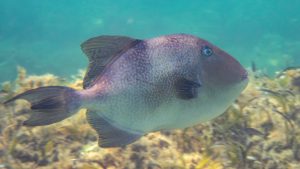 Grauer Drückerfisch (Balistes capriscus)