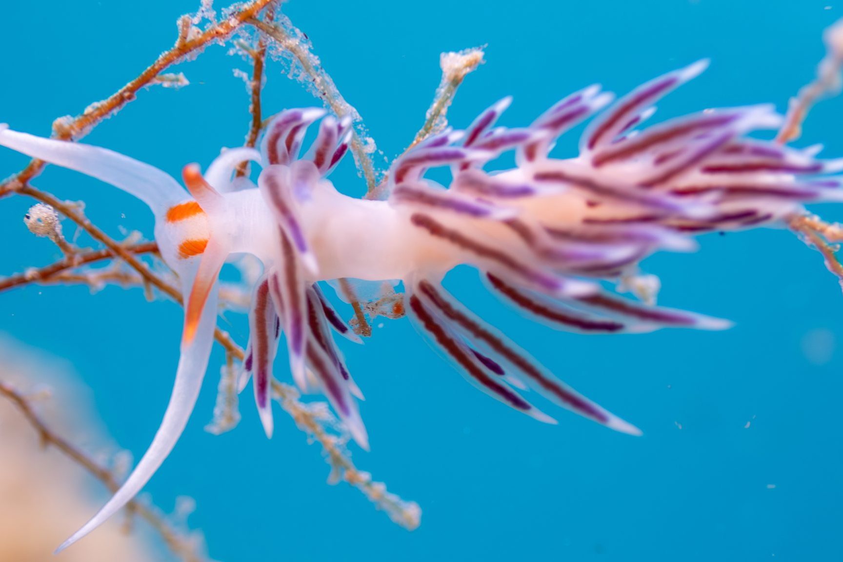 Wander-Fadenschnecke (Cratena peregrina)