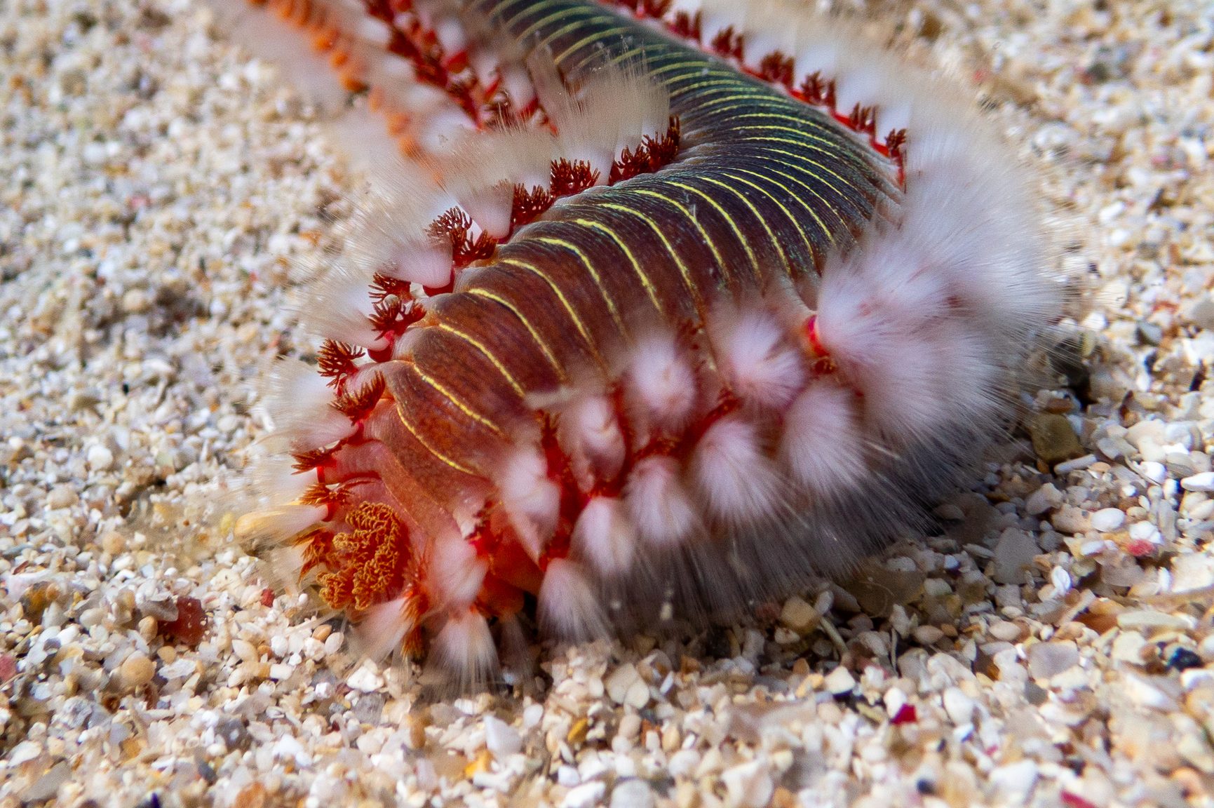 Bart-Feuerborstenwurm (Hermodice carunculata)