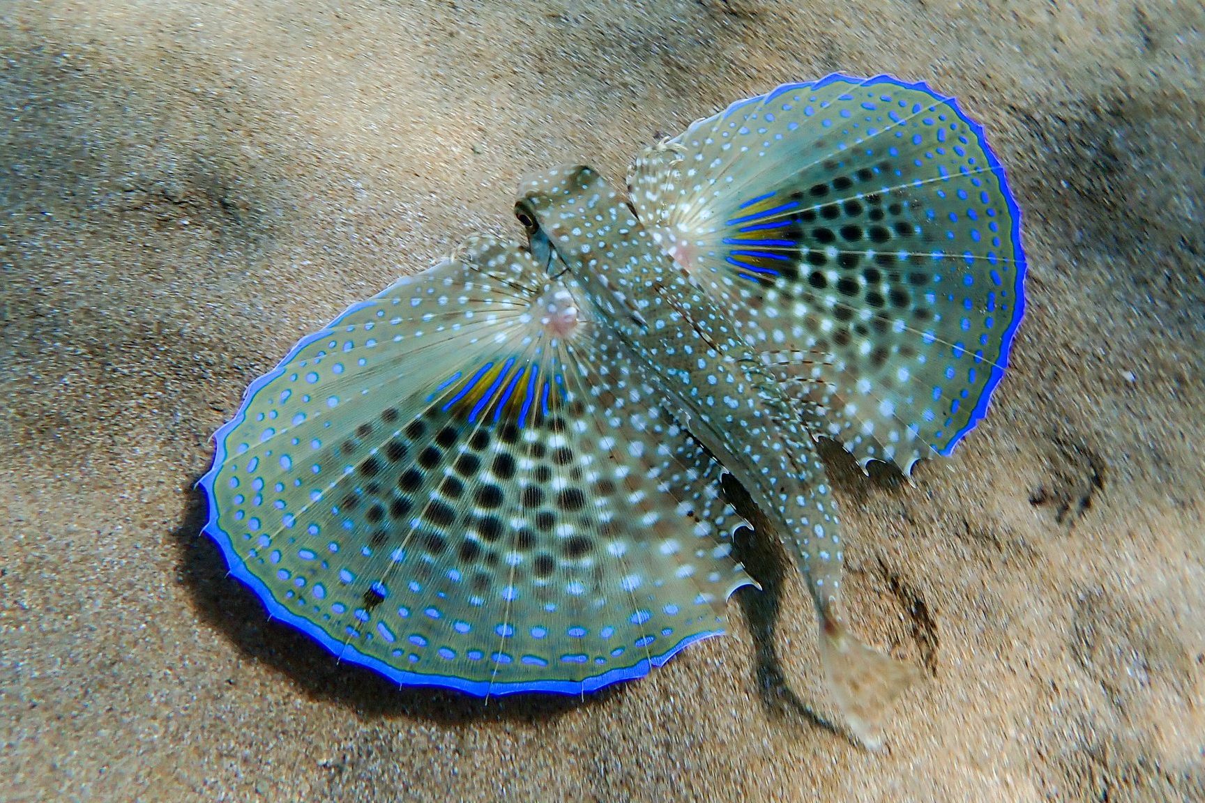 Flughahn (Dactylopterus volitans)