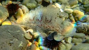 Grüne Melibe auf felsigem Boden