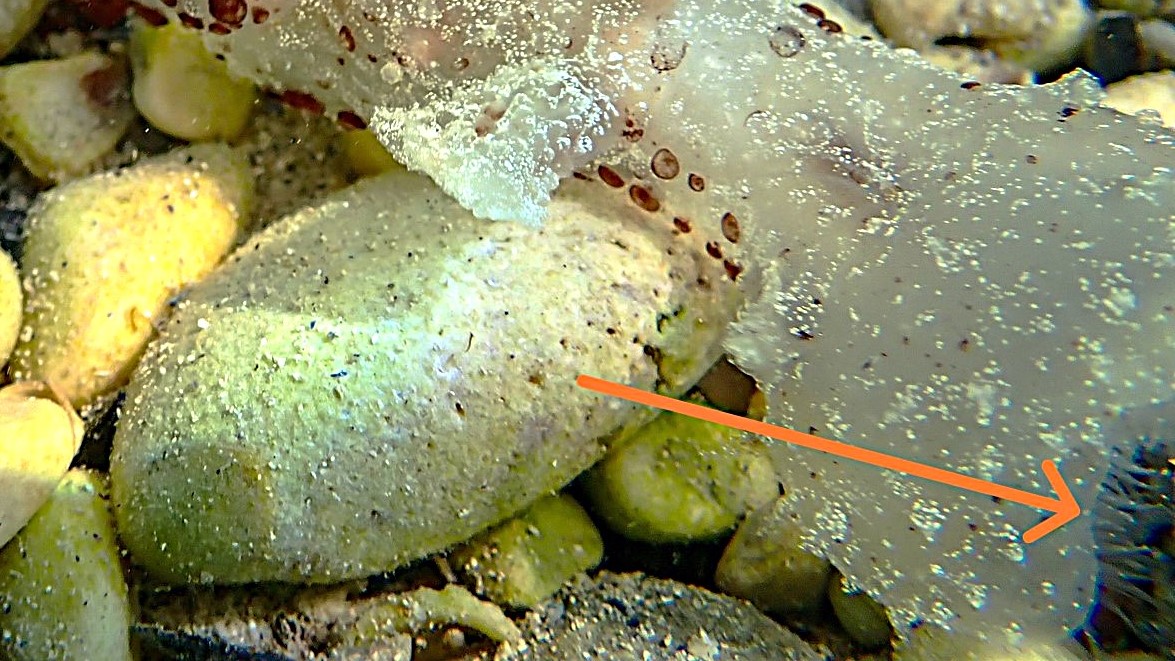 Vergrößerung Grüne Melibe