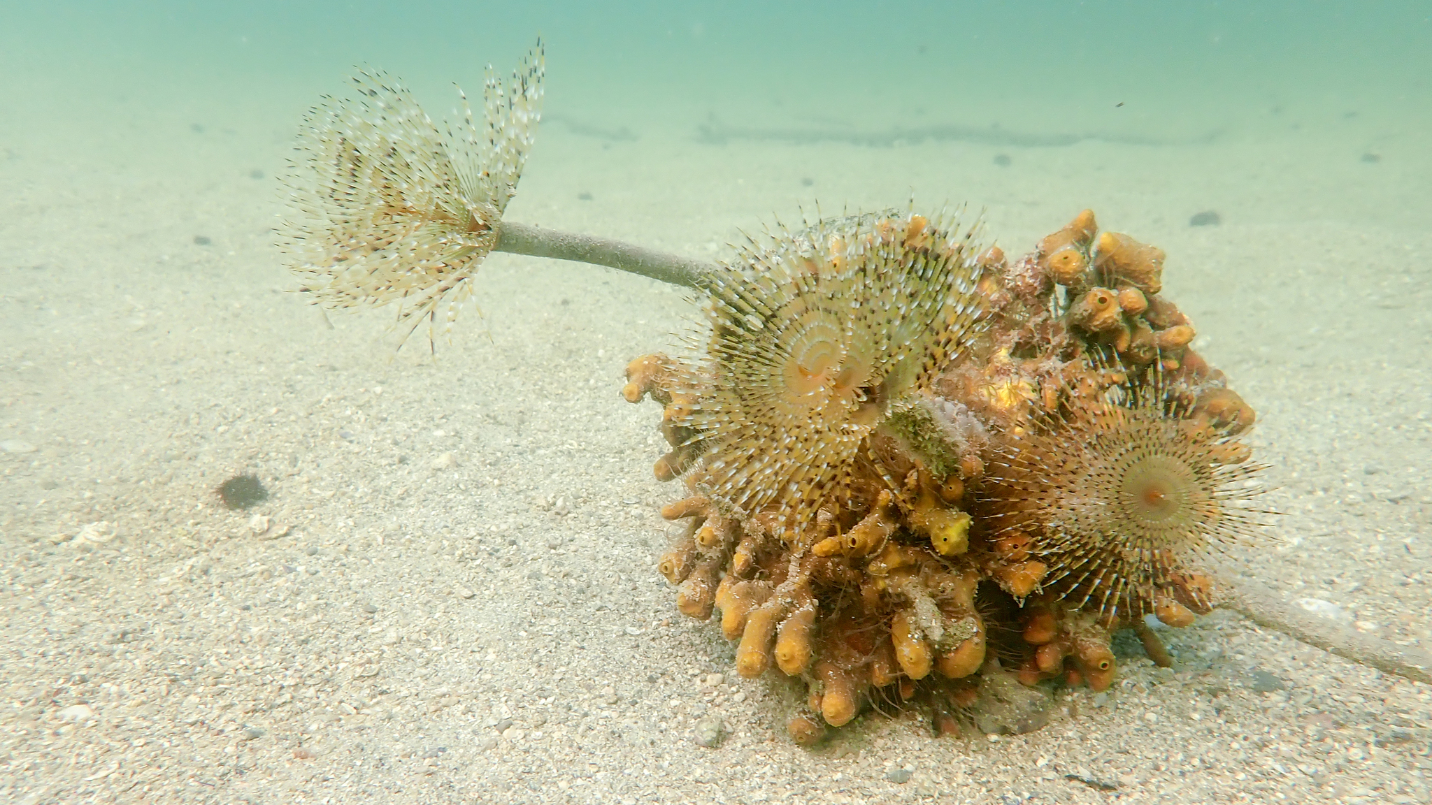 Schraubensabellen auf Goldschwamm