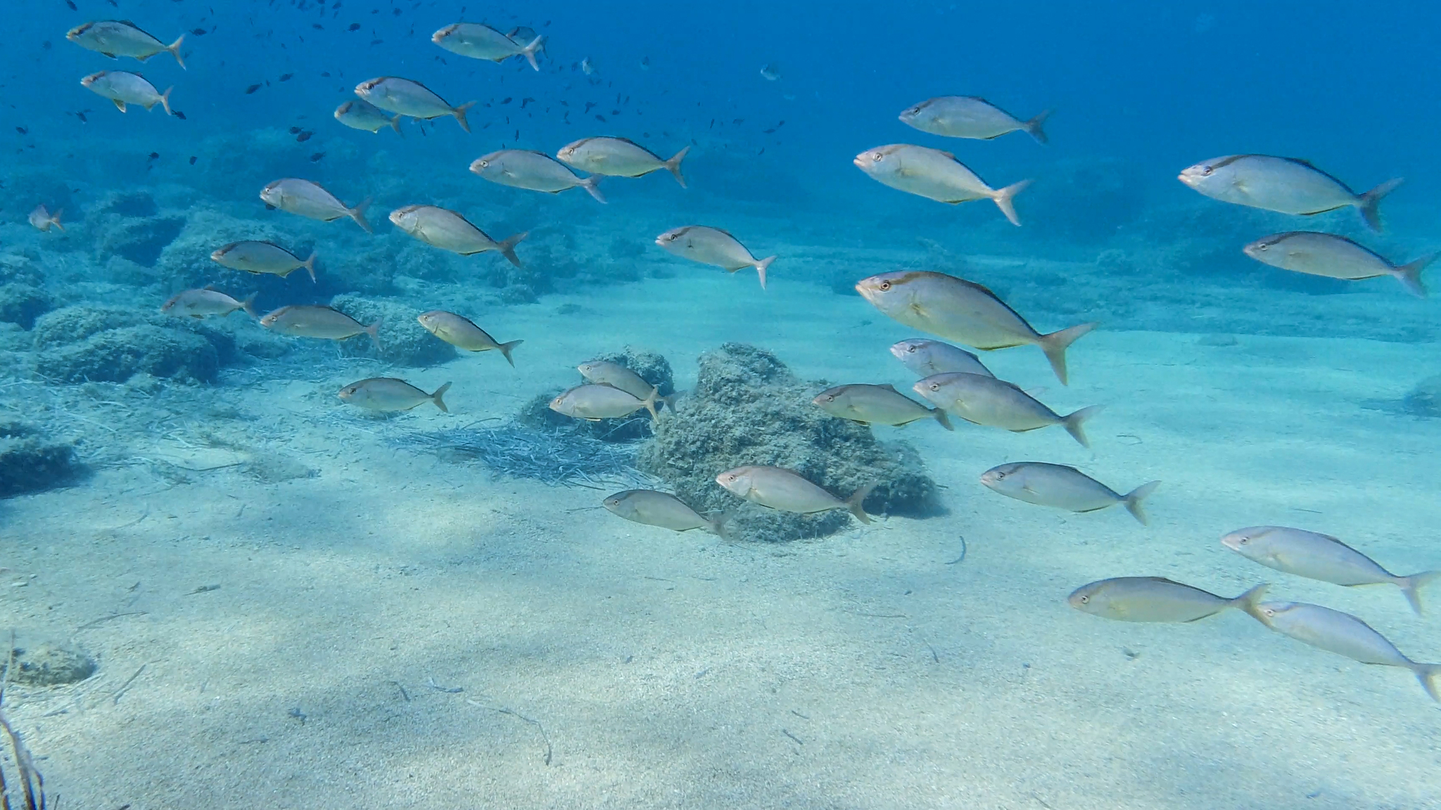 Ein Schwarm von Bernstein-Stachelmakrelen über Sand