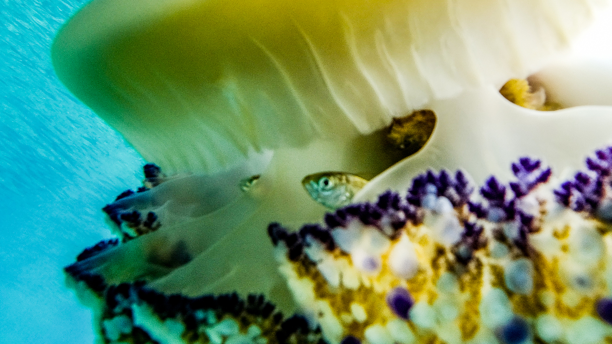 Stachelmakrele zwischen den Rippen unterhalb der Spiegeleiqualle