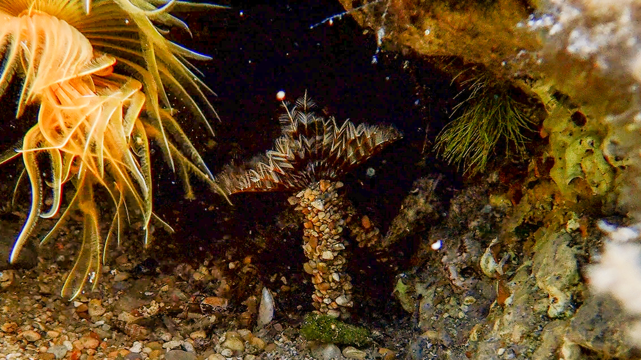 Federwurm Gattung Acromegalomma