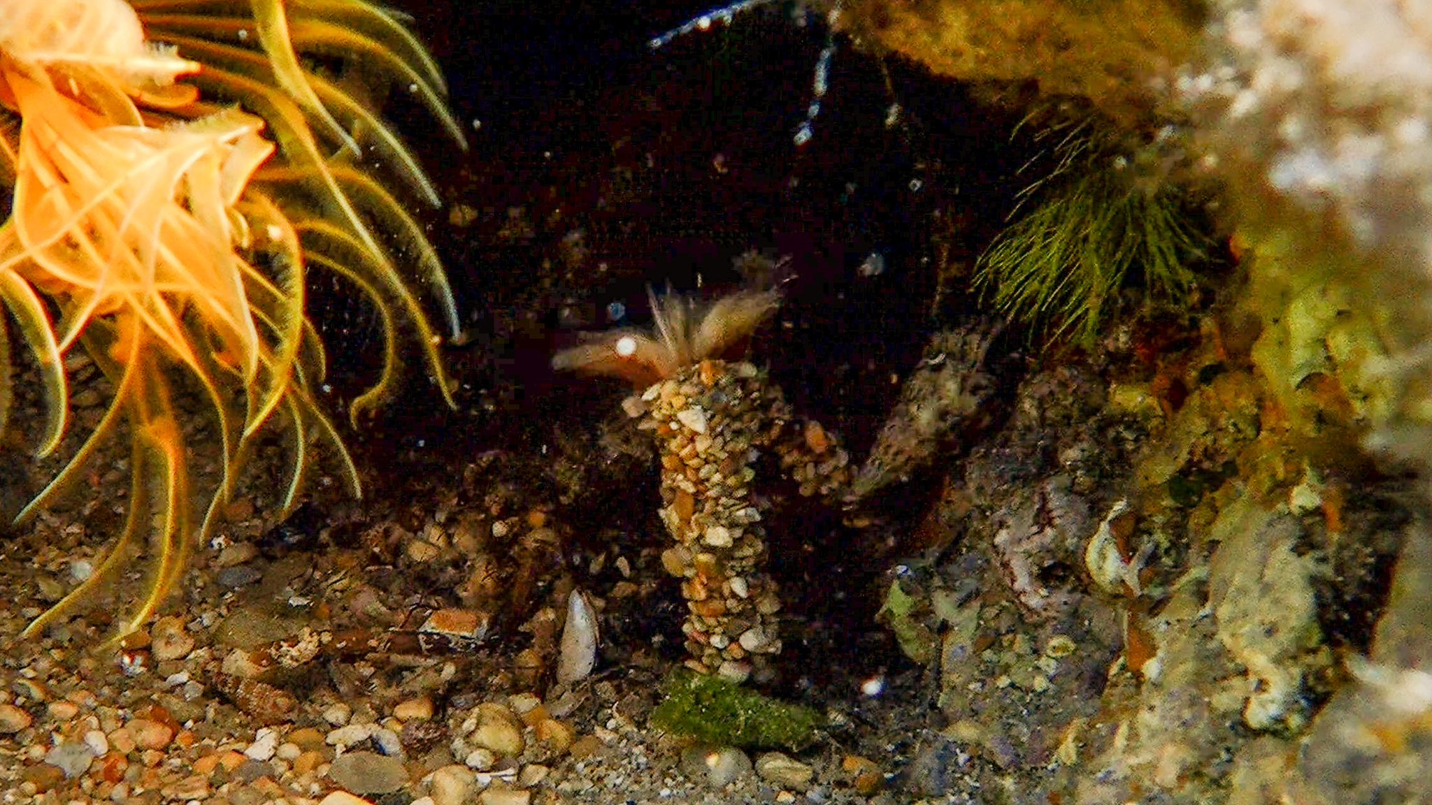 Federwurm Gattung Acromegalomma beim Einziehen der Federtentakeln