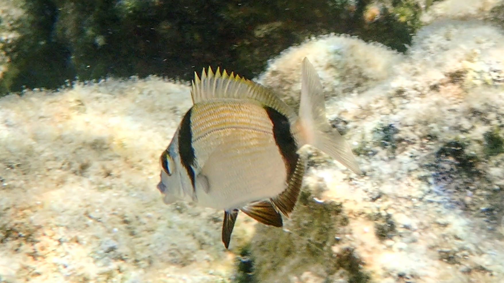 Zweibindenbrasse mit aufgestellten Flossen