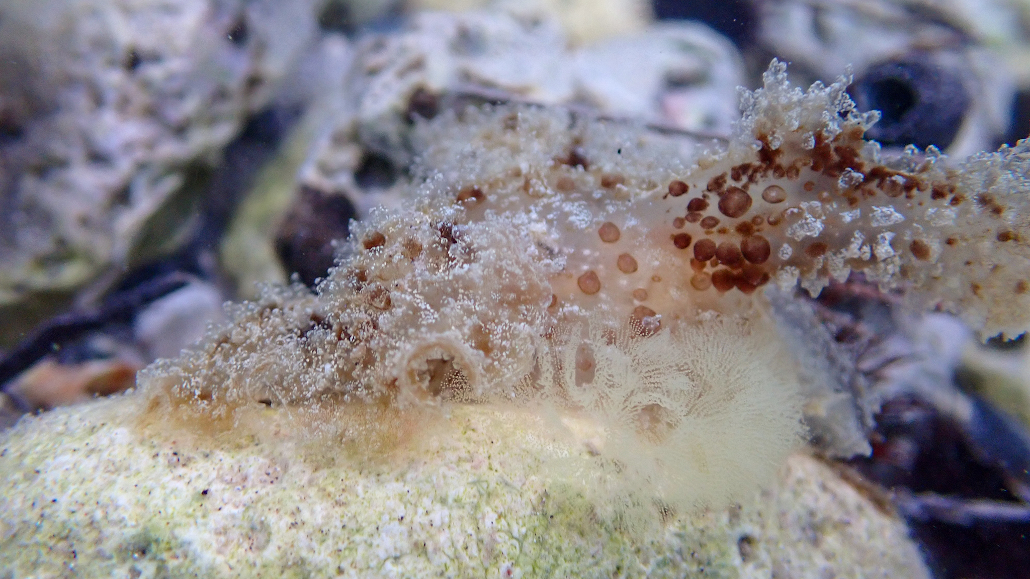 Eier der Grünen Melibe an ihr anhaftend