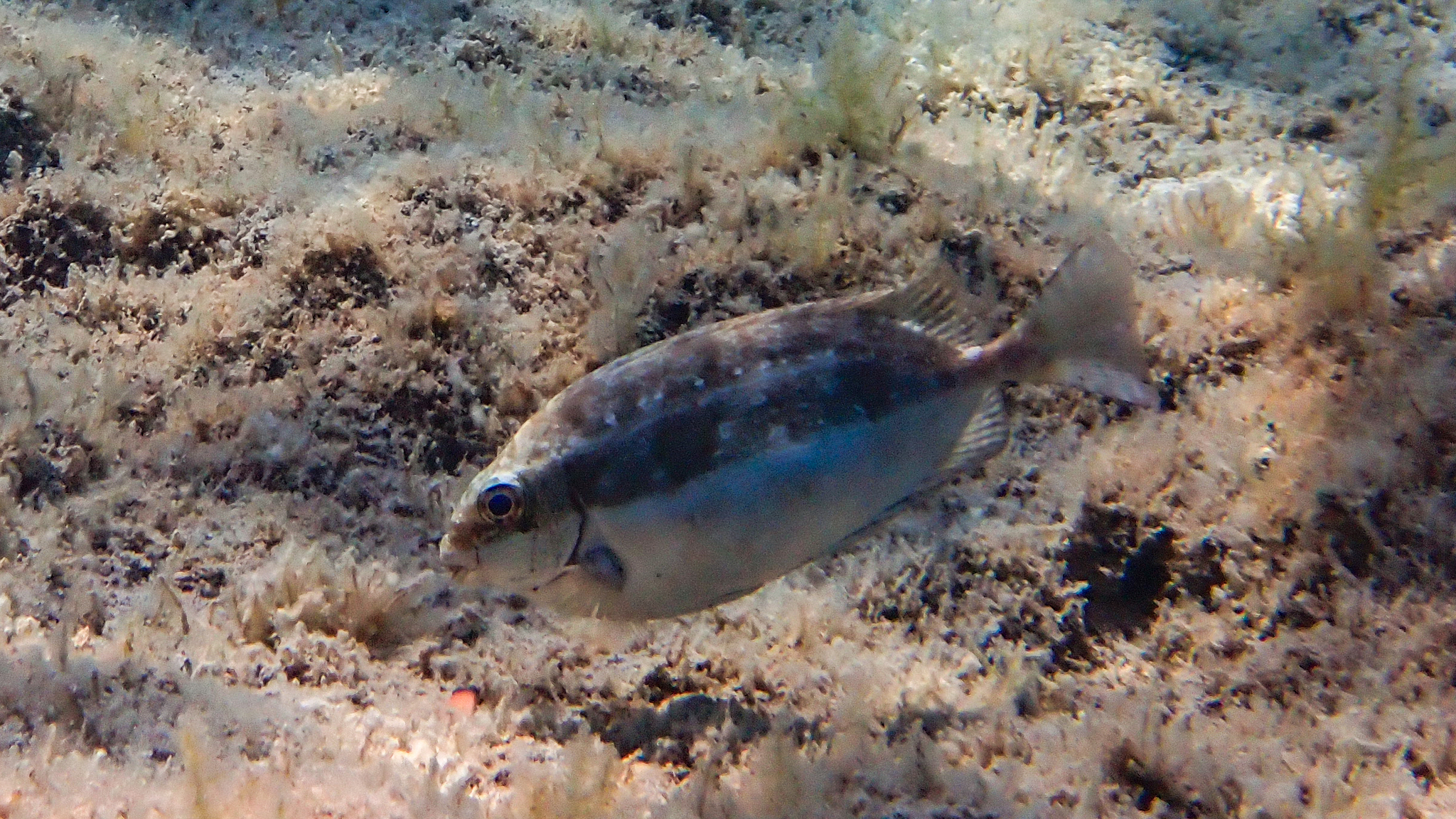 Brauner Kaninchenfisch 