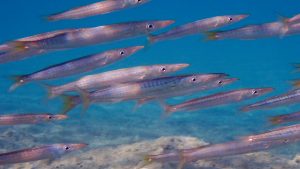 Gebänderter Barrakuda