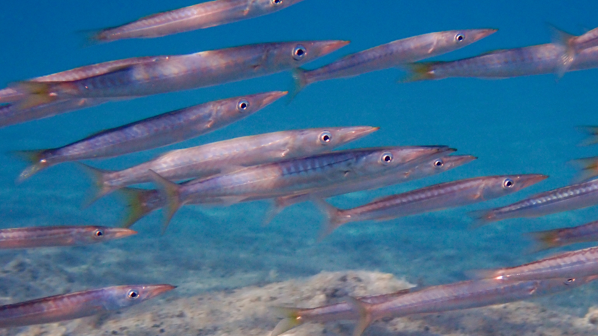 Schwarm von Gebänderten Barrakudas Nahaufnahme