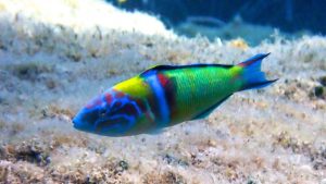 Meerpfaumännchen von der Seite