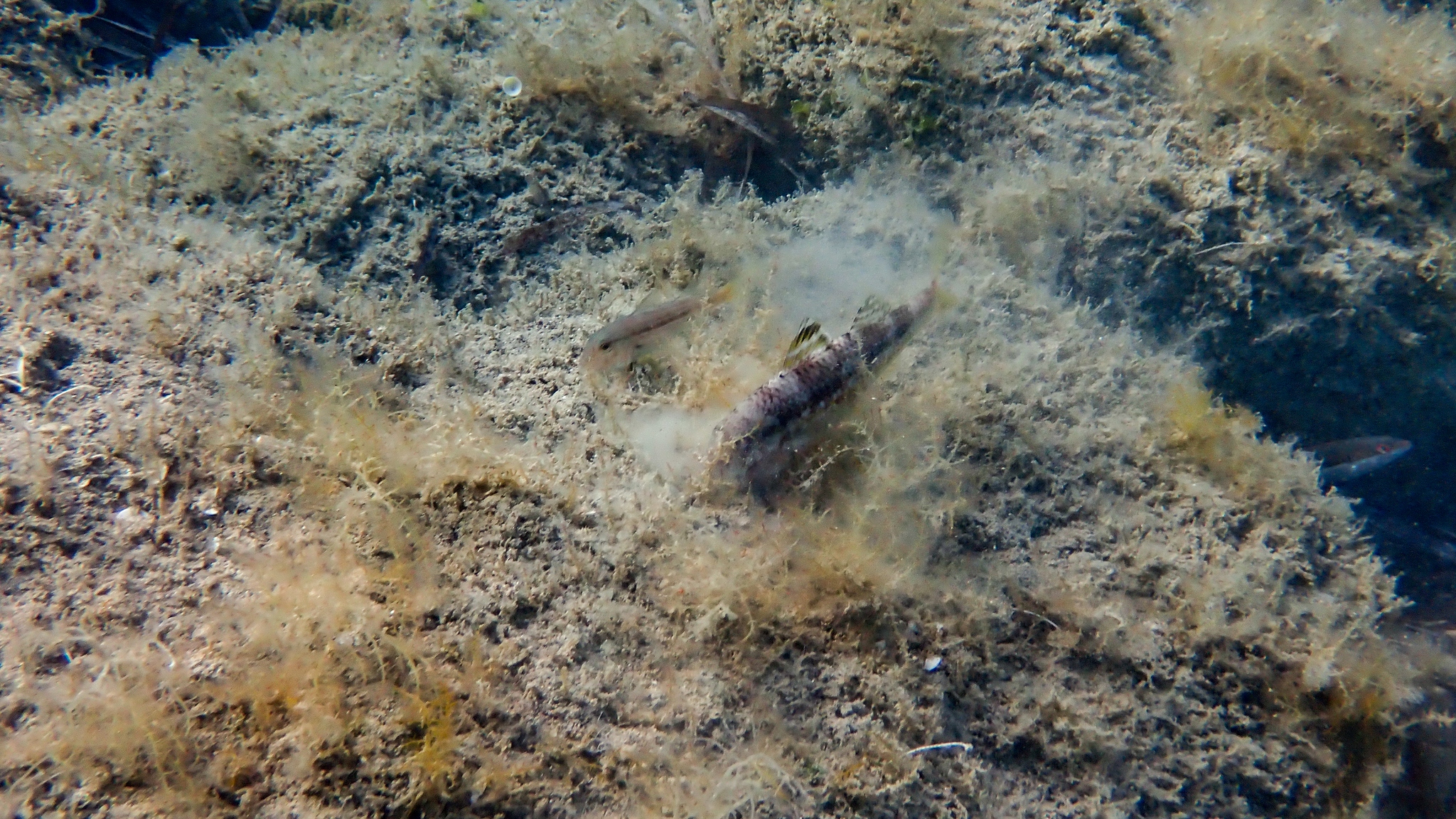 Streifenbarbe beim Grundeln
