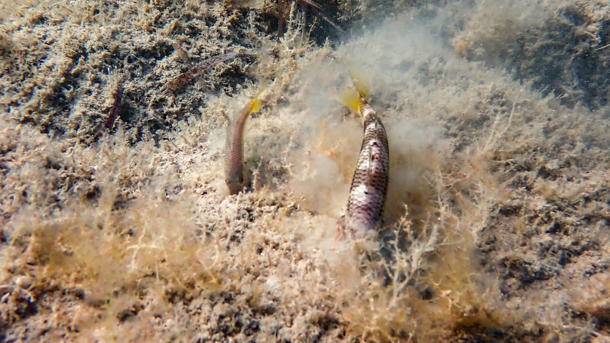 Streifenbarbe beim Grundeln