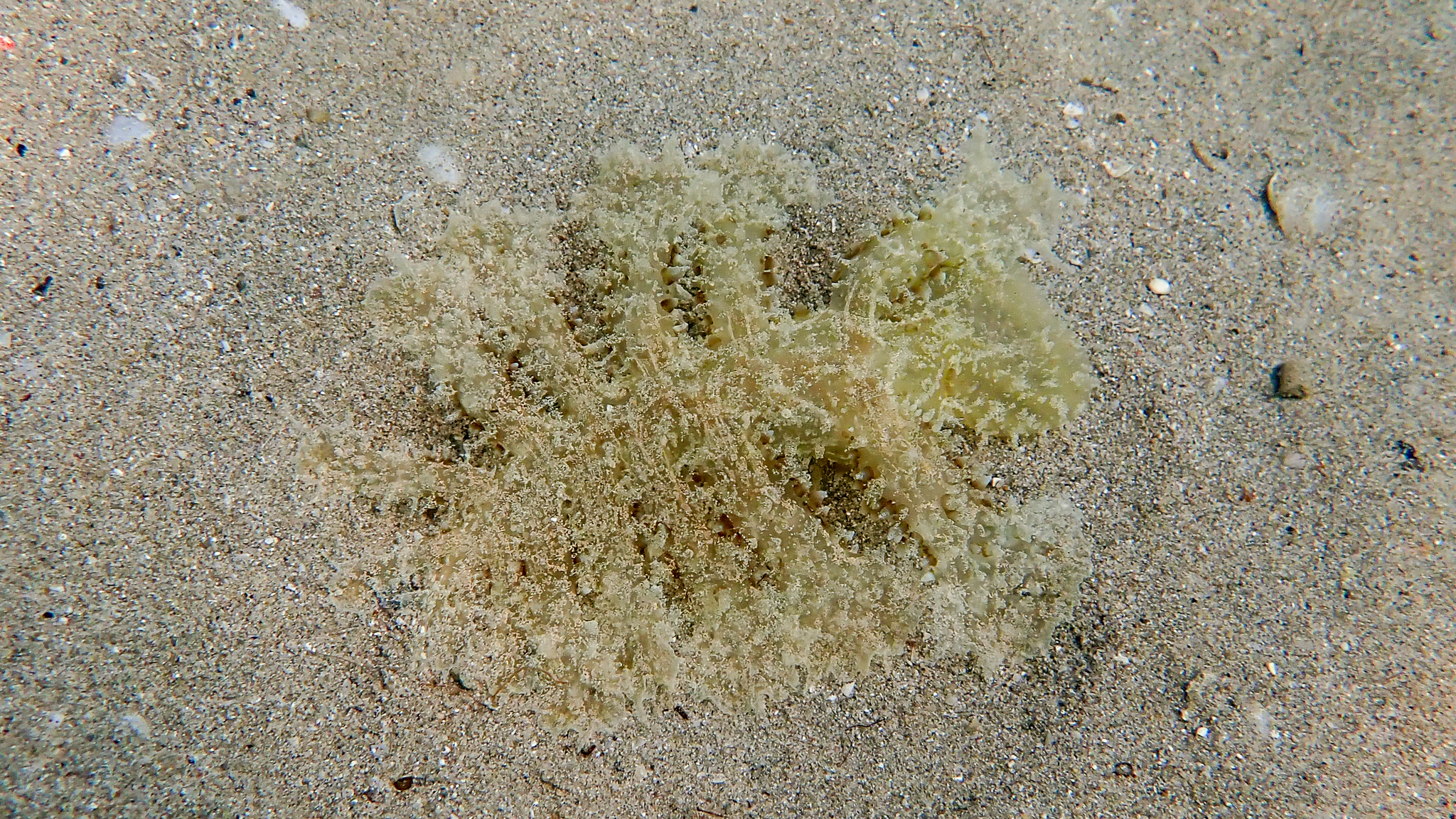 Grüne Melibe auf Sandboden