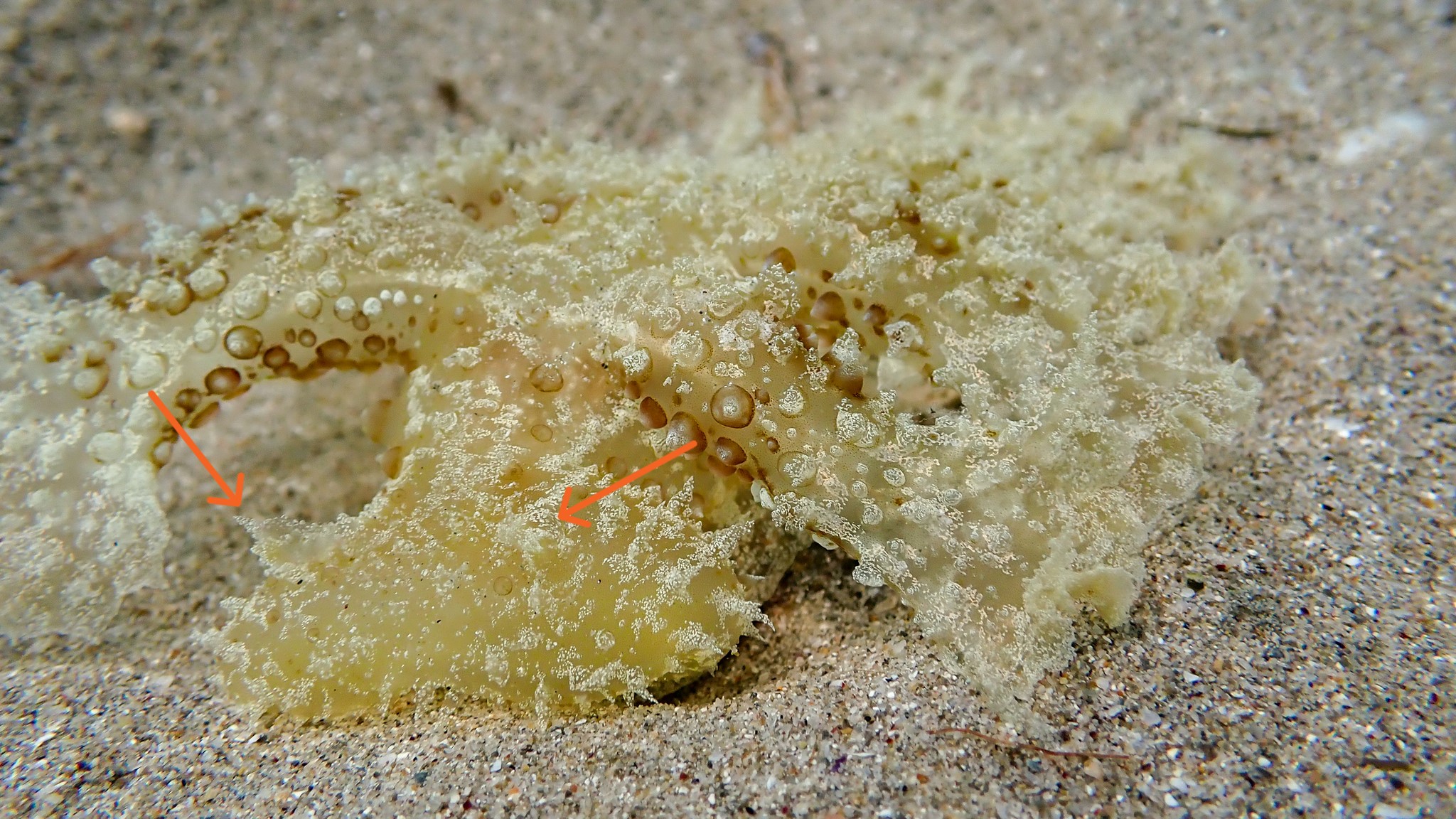Vorderansicht von Grüner Melibe