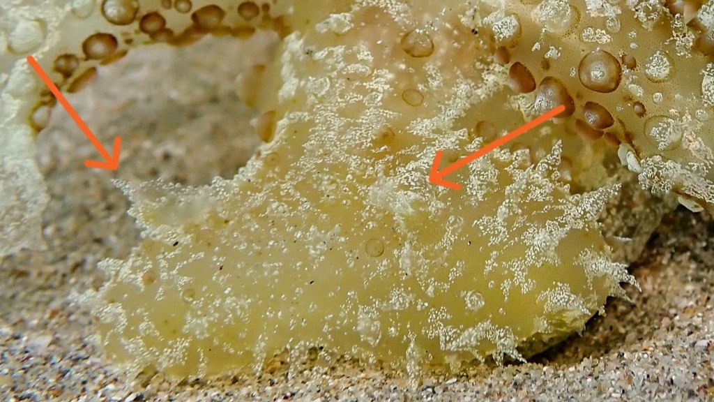 Vergrößerung der Vorderansicht