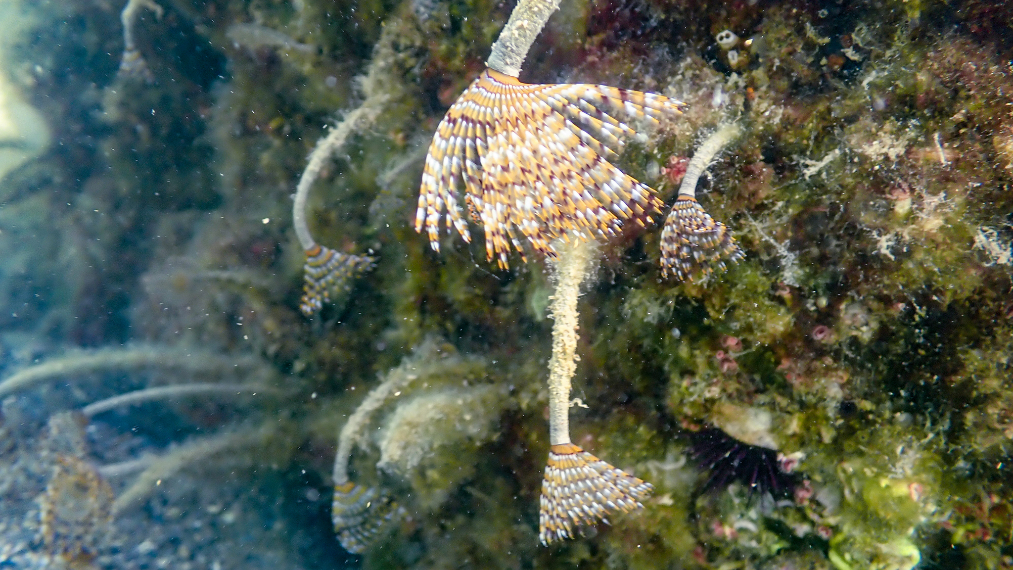 Fels mit vielen Schraubensabellen