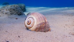 Gewellte Tonnenschnecke auf Sandboden