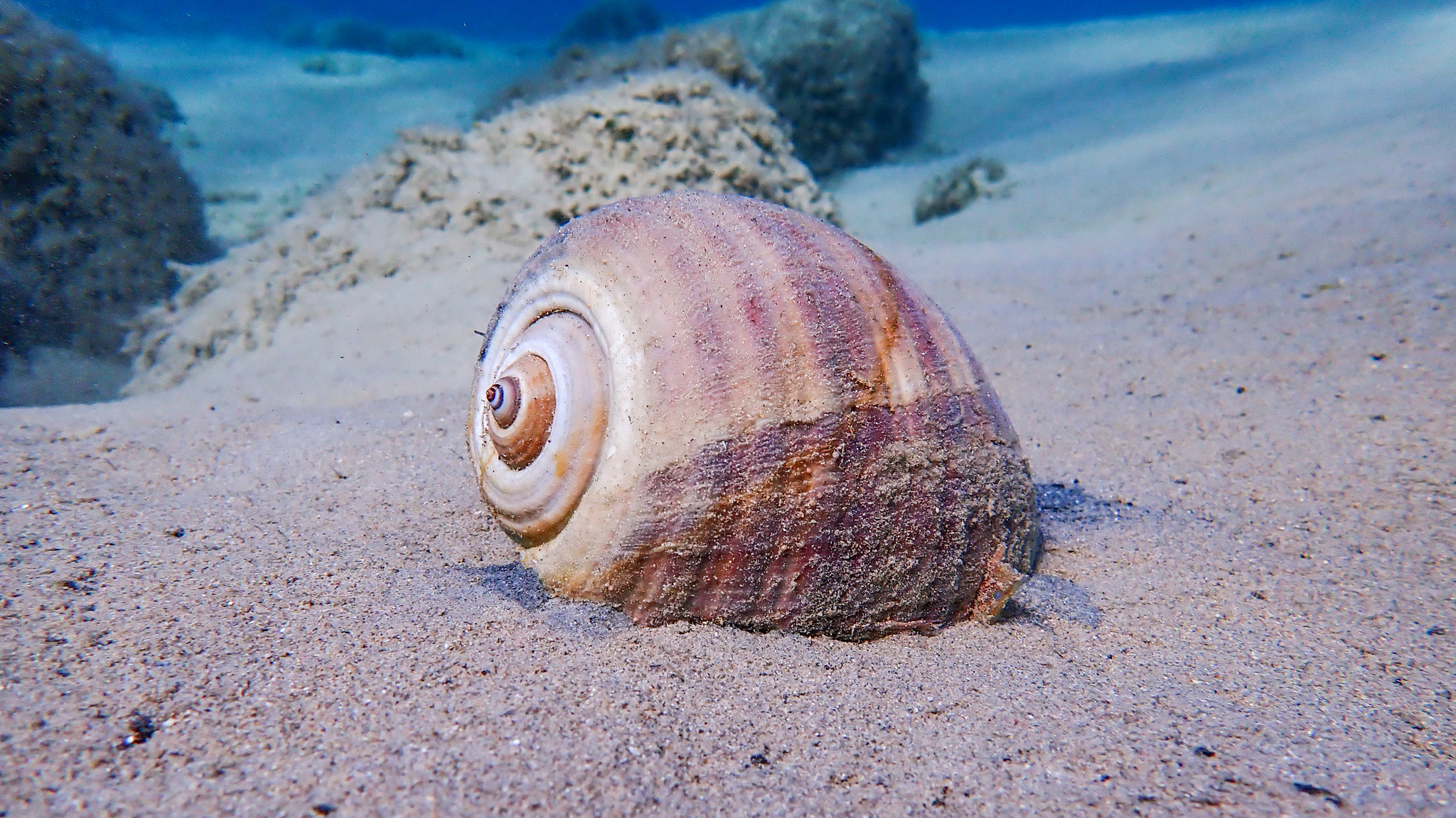 Gewellte Fassschnecke