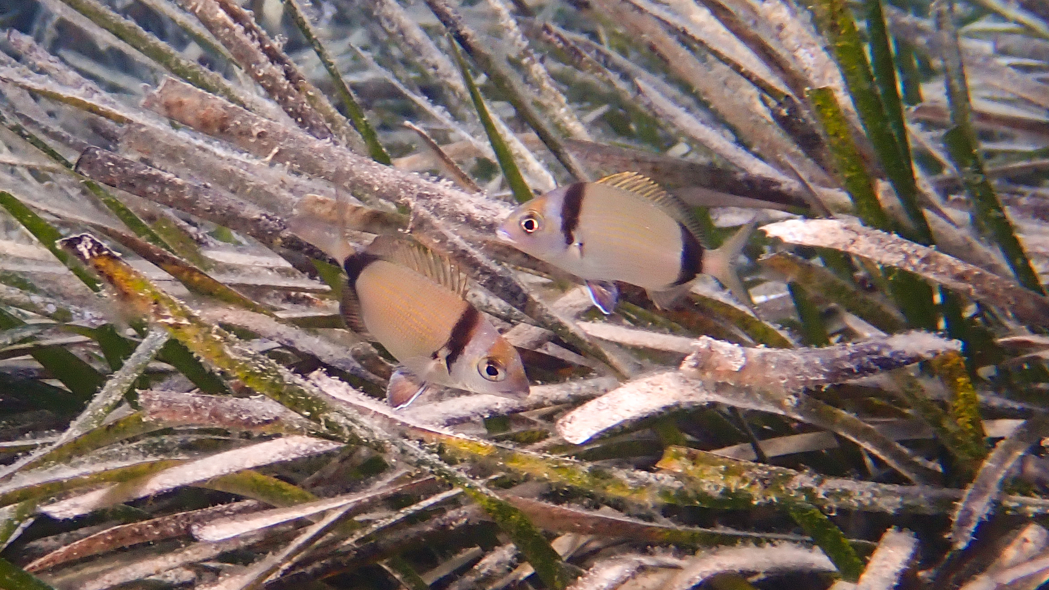 Zwei Zweibindenbrassen