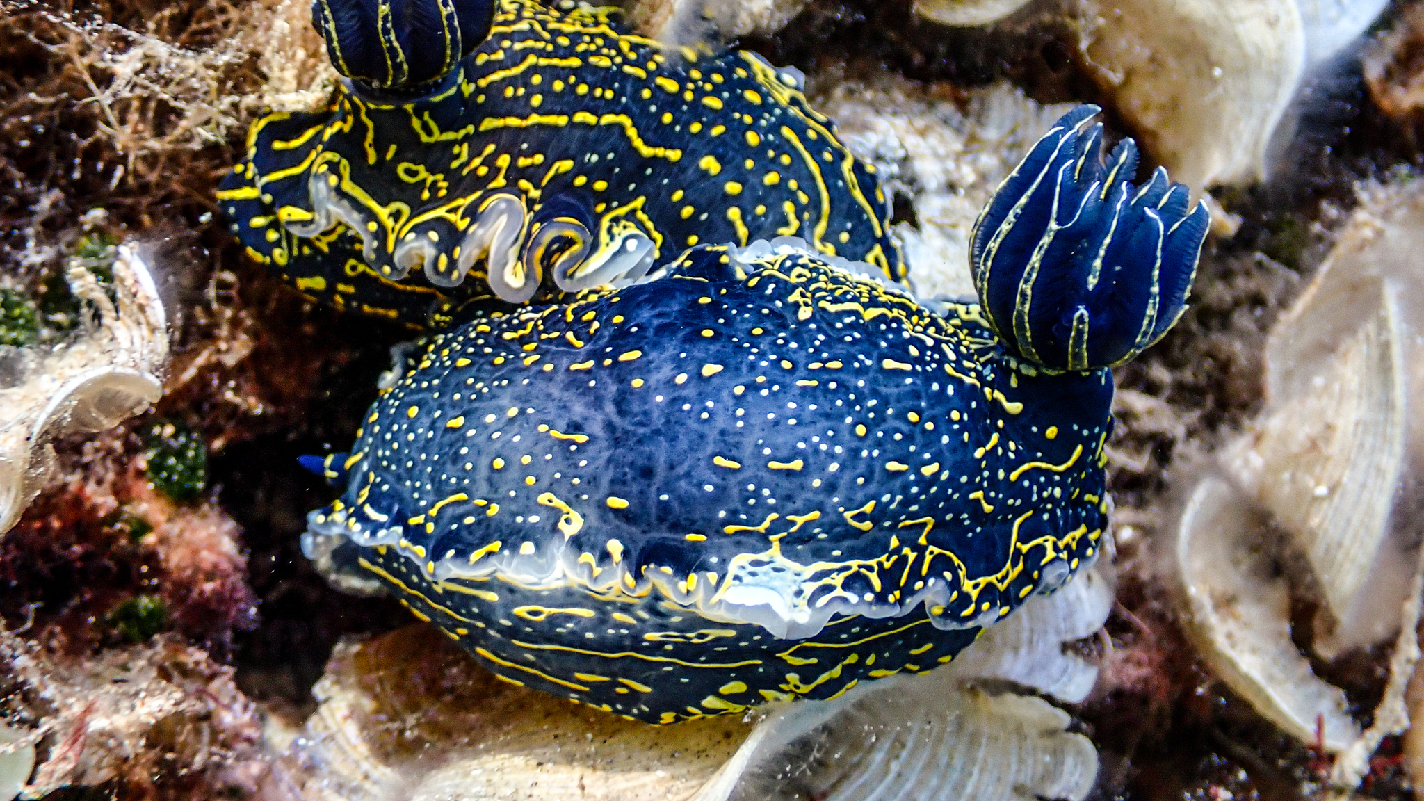 Zwei Felimare picta Meeresschnecken nebeneinander