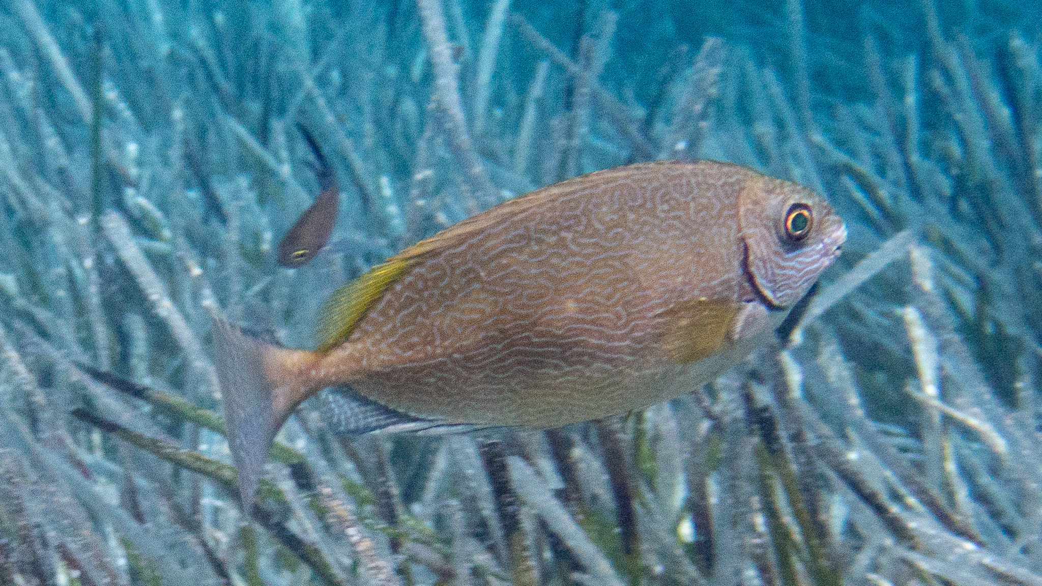 Brauner Kaninchenfisch 