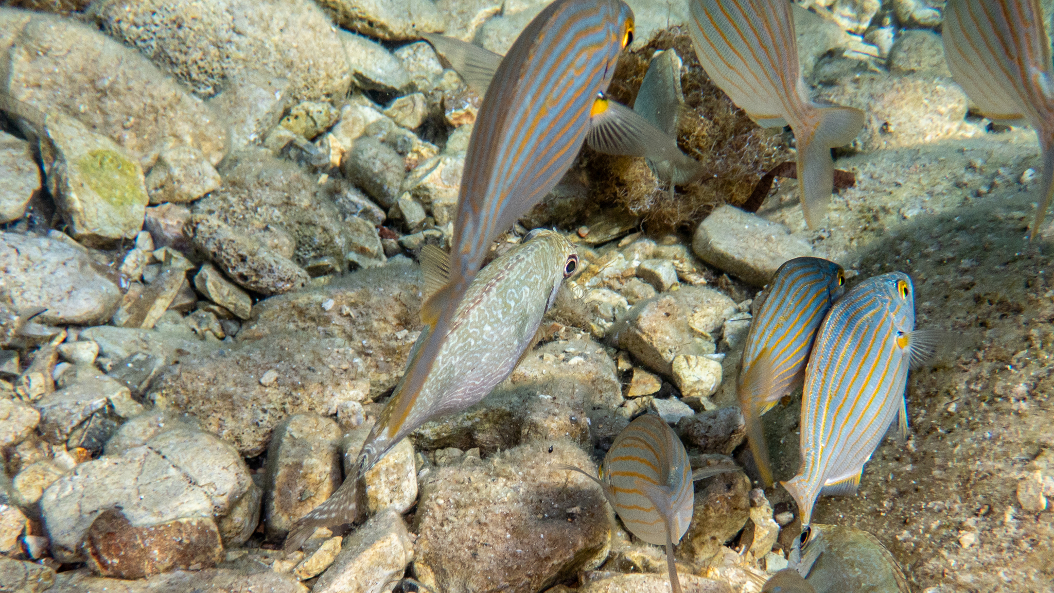 Brauner Kaninchenfisch in einem Schwarm von Goldstriemen