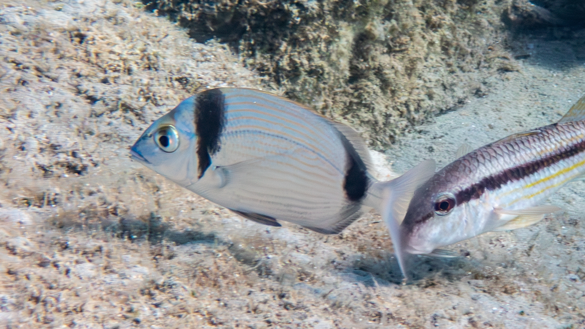 Zweibindenbrasse und Streifenbarbe