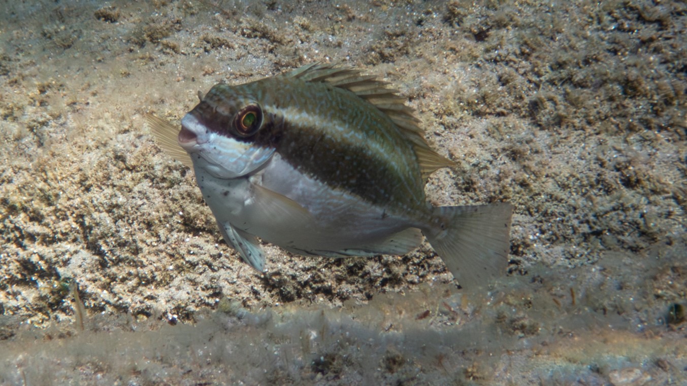 Brauner Kaninchenfisch