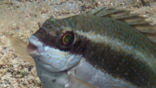 Vergrößerung Brauner Kaninchenfisch