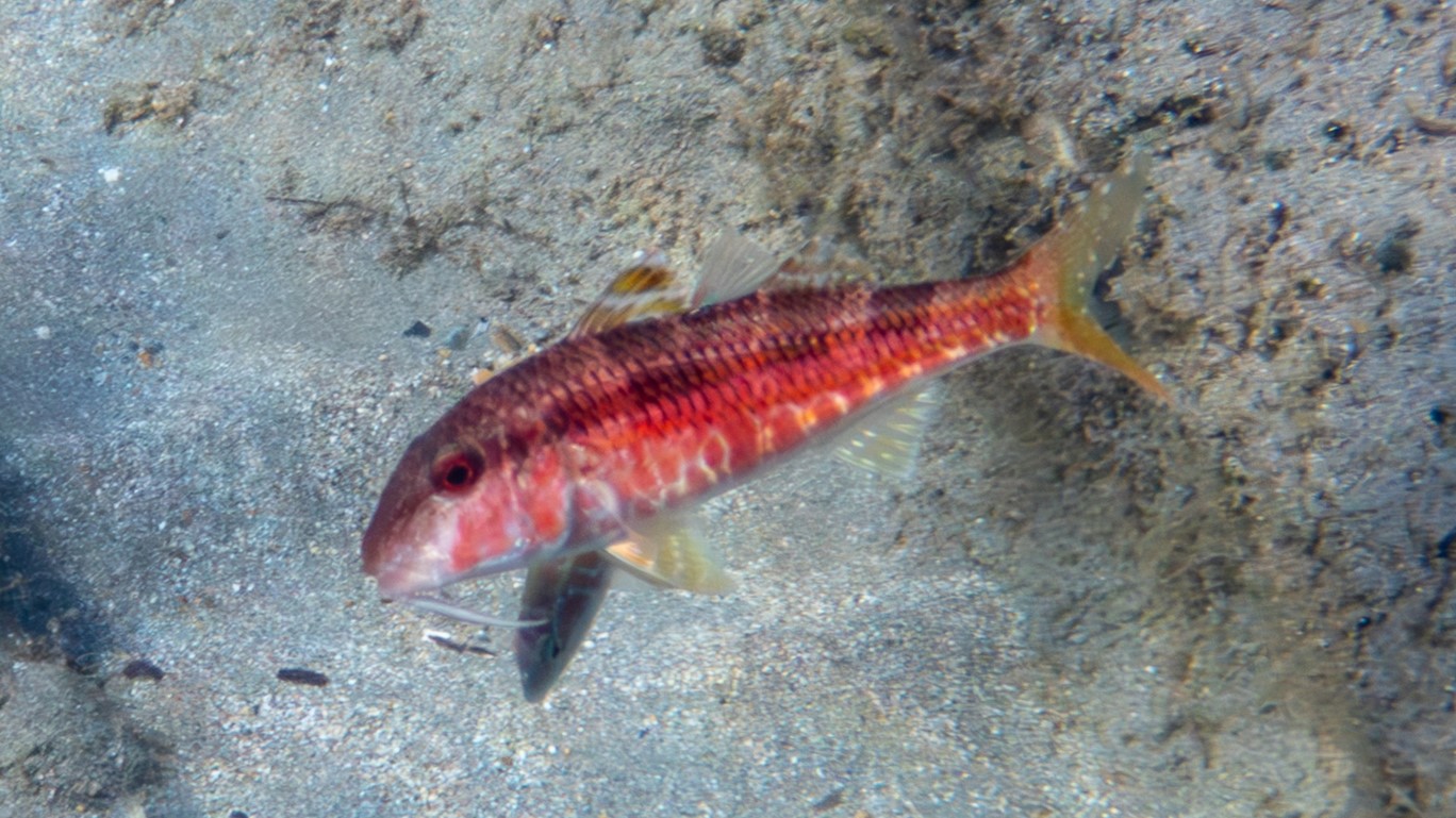 Streifenbarbe mit stark rötlicher Färbung
