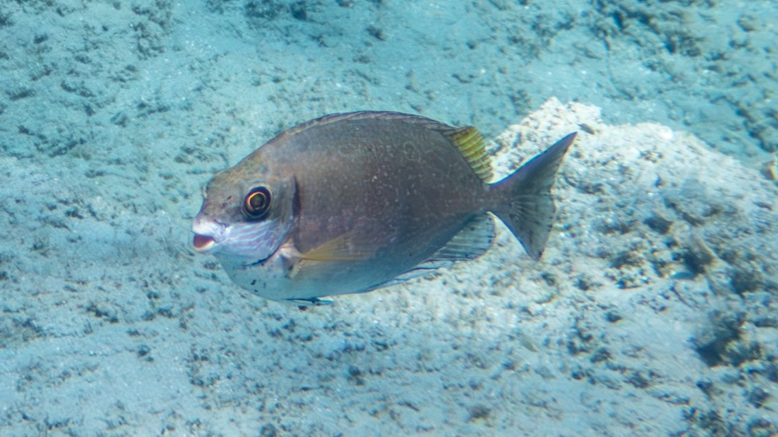 Brauner Kaninchenfisch 